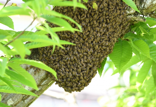 分蜂のようす